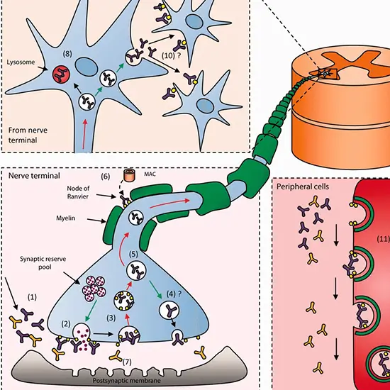 ganglioside antibody profile igm